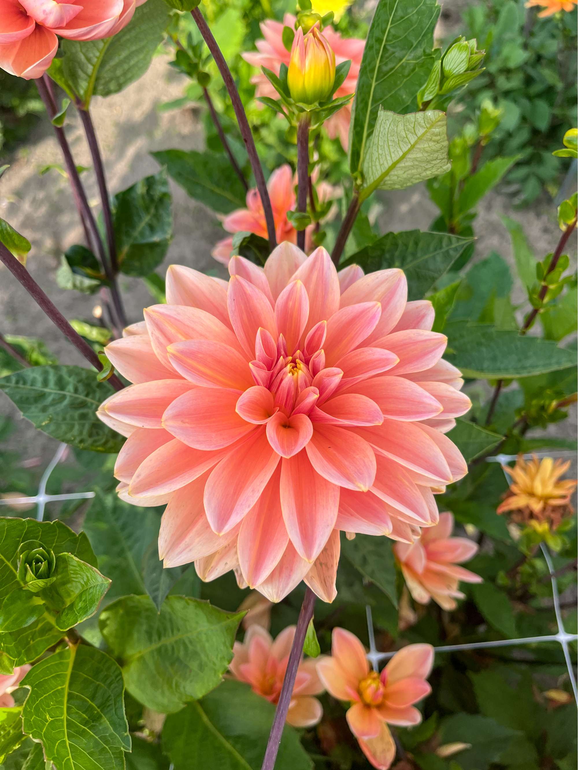 Dahlia 'Mister Frans'